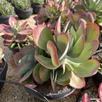 Kalanchoe miskovité (Kalanchoe Thyrsiflora) - výška 10-20 cm, ⌀ 20-30 cm, kont. C5L
